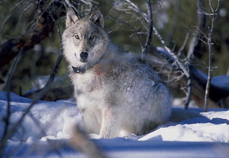 wilki - wilk kanadyjski.jpg