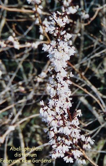 Forsycja biała - Abeliophyllum - 1279968306_2.jpg