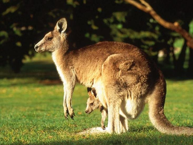kangury - kangury.jpg