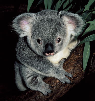 Zwierzęta różne - gtotem_koala.