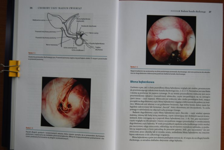 choroby uszu małych zwierząt - DSC_0018.JPG