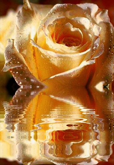 Kwiaty - Róża herbaciana.gif